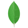 MongoDB